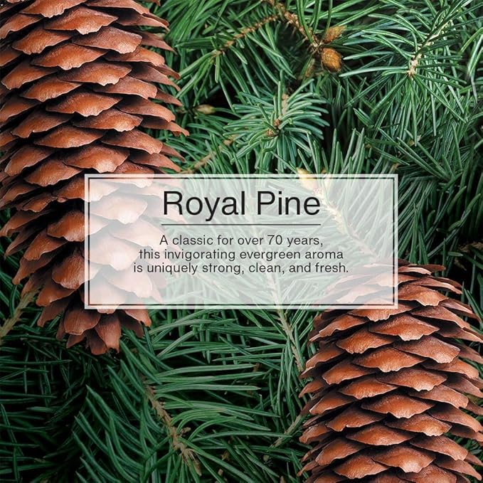 LITTLE TREES Car Air Freshener | Hanging Paper Tree for Home or Car | Royal Pine | 6 Pack